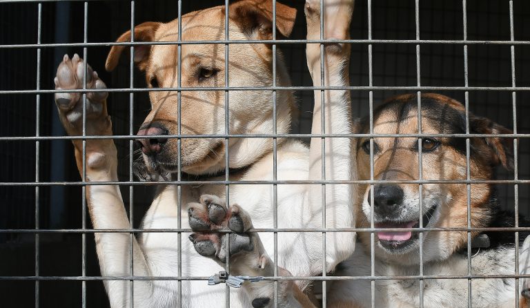 Animalistas piden educar a nenos e cans para sociabilizalos e evitar “medos”