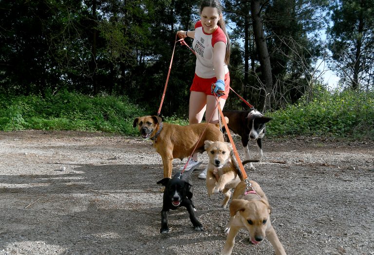 Animalistas critican a Ponteareas e A Estrada por limitar os paseos de cans