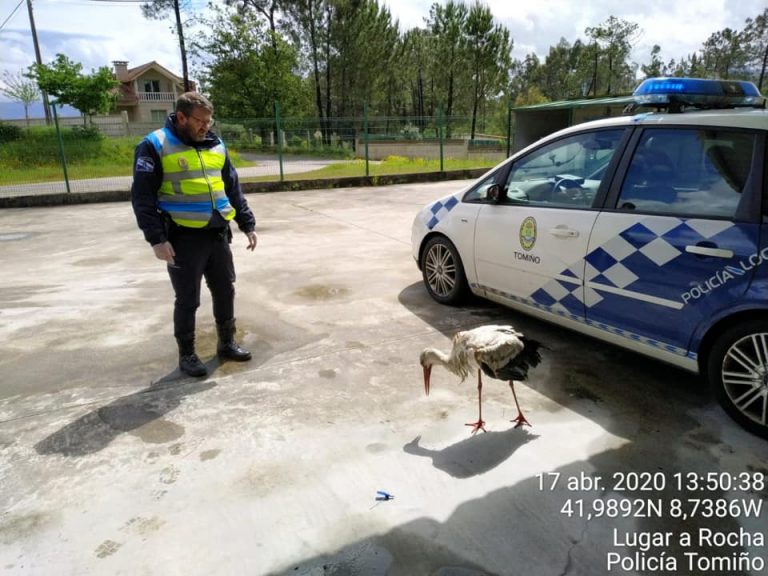 Rescatada unha cegoña malferida en Tomiño