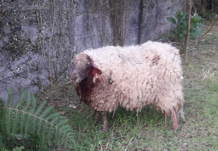 Dúas ovellas foron atacadas polos cans | Foto policía local de Gondomar