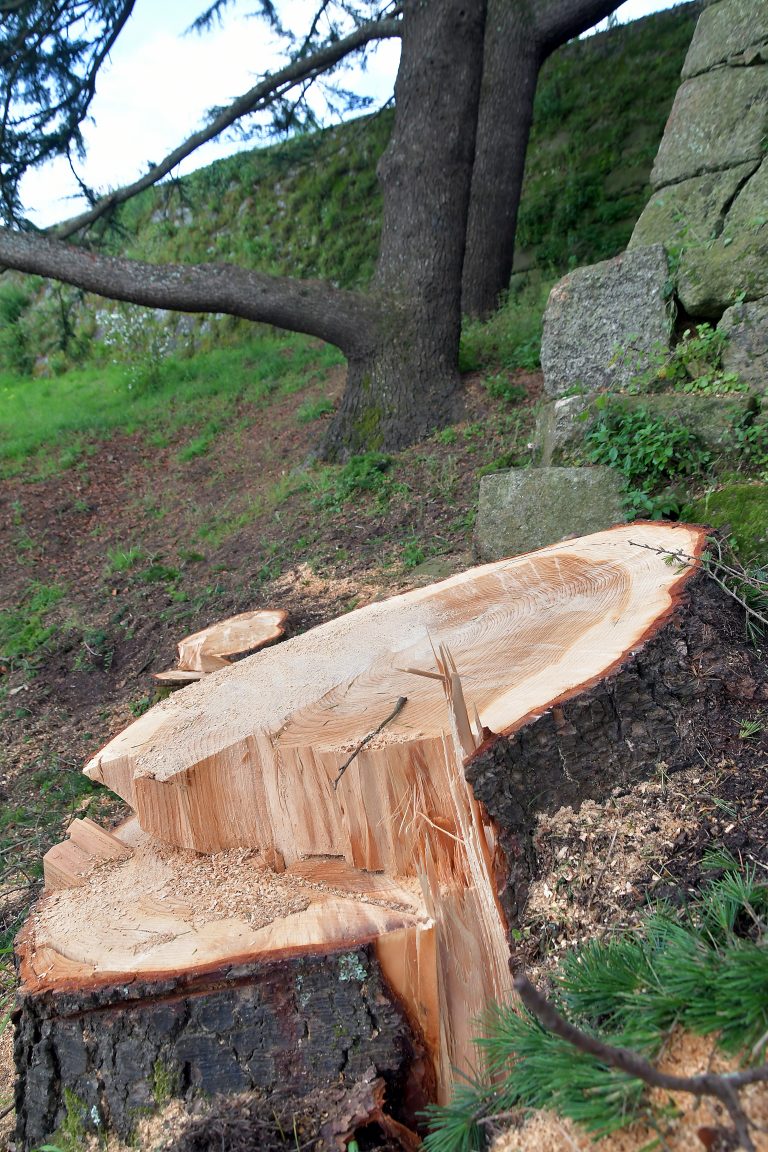 Un ferido ao caer unha árbore sobre unha furgoneta na A-55, no Porriño,