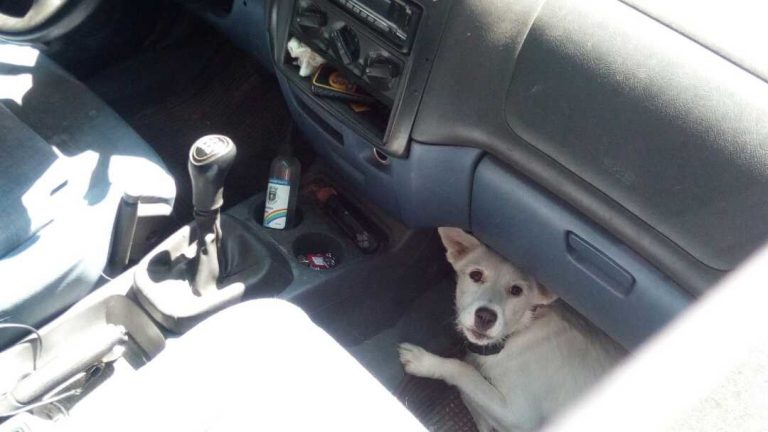 Rescatan a dous cans pechados nun coche en Vigo, expostos a altas temperaturas