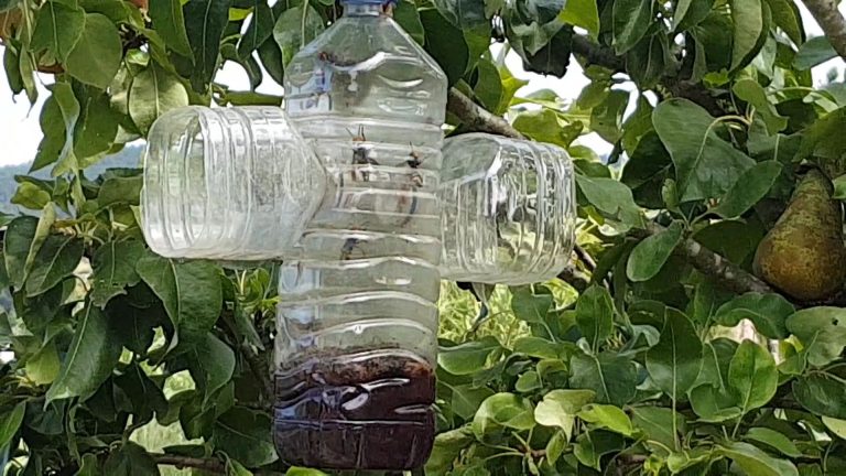 VIDEO | Esta é a receita  natural coa que están trampeando velutinas masivamente no Val Miñor