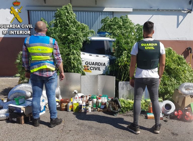 A Garda Civil descobre unha plantación de marihuana con máis de 70 exemplares no Porriño