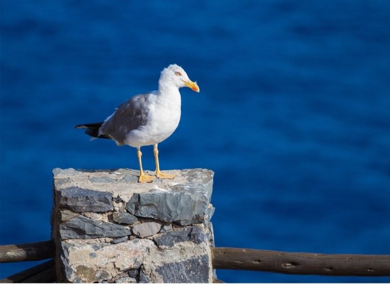 As gaivotas que viven nas Cíes son máis sás que as que viven en Vigo