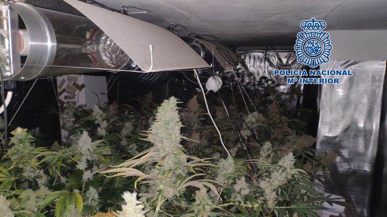 Detidos dous veciños de Vigo por vender “grandes cantidades de marihuana” que cultivaban no baixo da súa vivenda