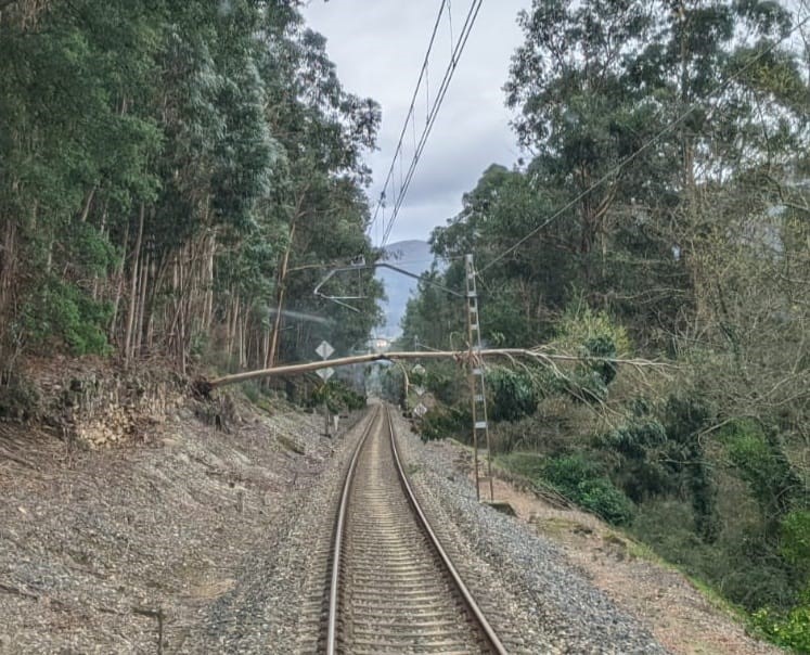Novo corte da vía ferroviaria do Miño debido á caída dunha árbore