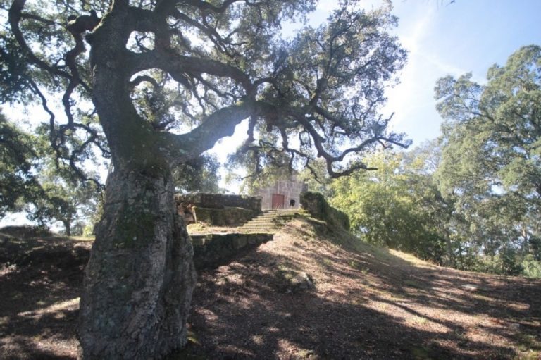 Catro sobreiras do Rosal entran no catálogo galego de árbores singulares