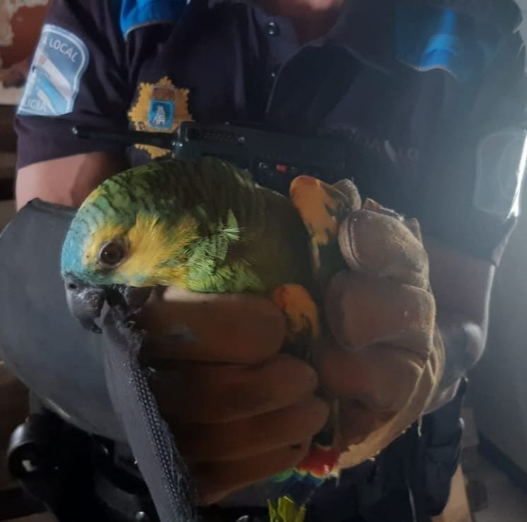 A Policía de Vigo recupera dous papagaios e devólveos aos seus propietarios