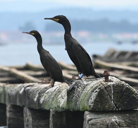 O corvo mariño máis lonxevo de Galicia foi anelado nas Ons en 2004