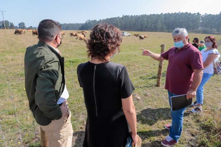 Unha comunidade de montes de Tomiño introduce unhas 30 vacas vianesas nun proxecto silvopastoril “pioneiro”