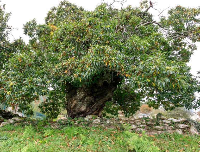 A árbore histórica de Redondela que a Xunta quere protexer