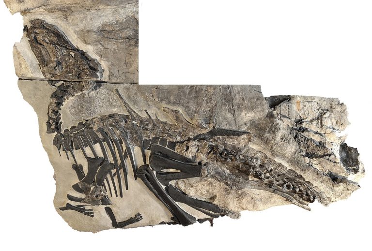 Un equipo da UVigo descobre restos de dinosauros que “reescriben” a xeografía do Mediterráneo