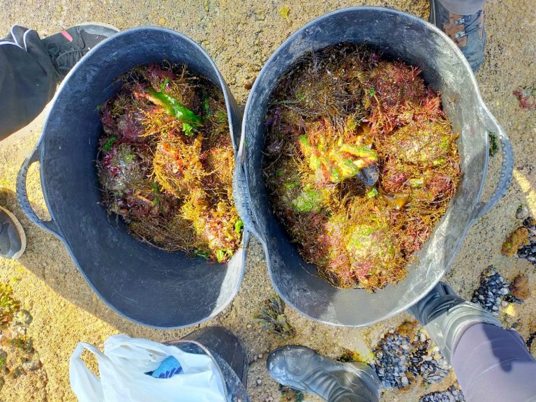 Denuncian dous furtivos en Vigo por extraer máis de 10 quilos de marisco cada un