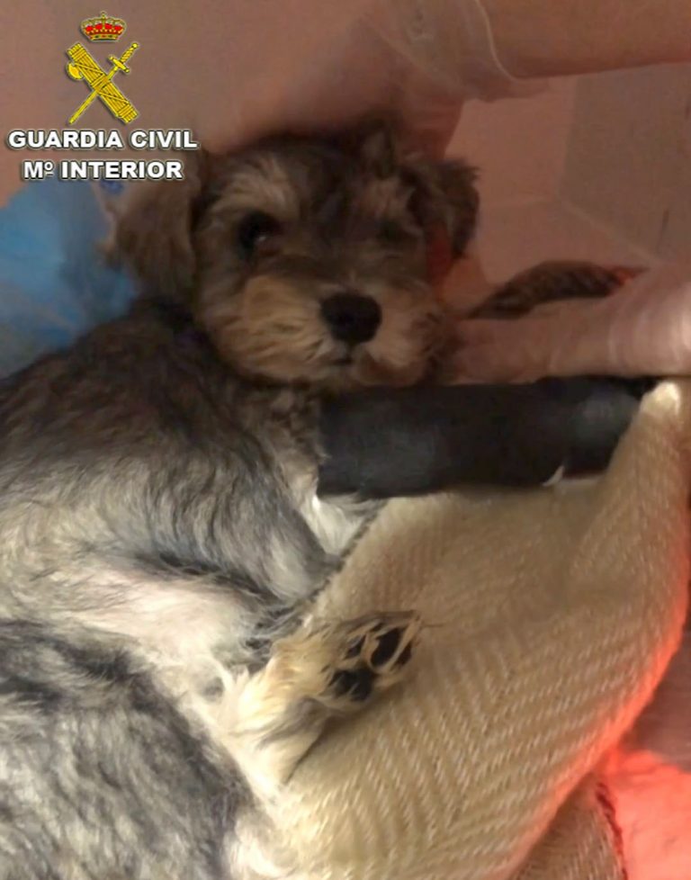 Catro persoas investigadas en Tui por vender por internet cans que falecían ao pouco de ser entregados