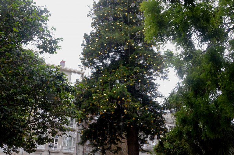Unha árbore centenaria da Alameda de Vigo aínda conserva as luces do último Nadal