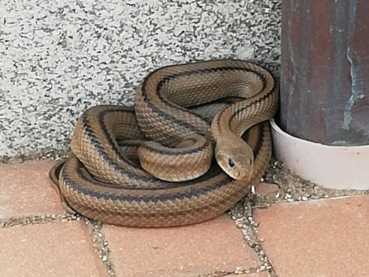 A Policía Local captura tres serpes en Vigo en poucos días
