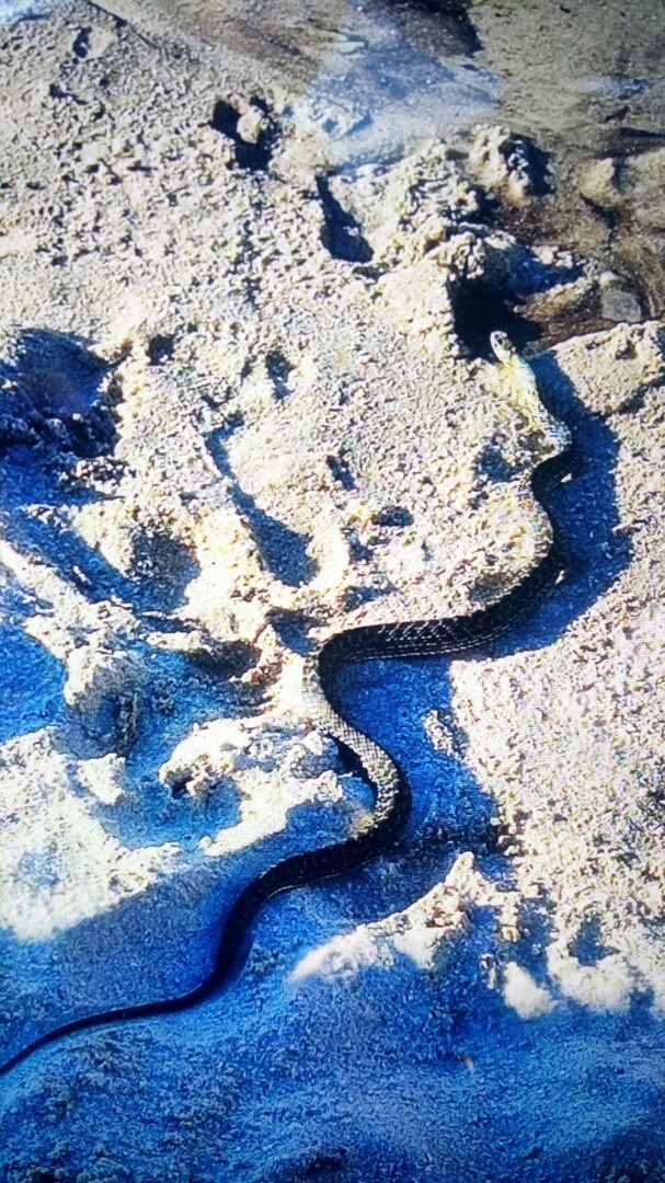 Capturan unha cobra encontrada por un bañista nunha praia de Vigo