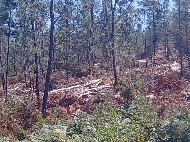 Leña cortada nos Montes de Couso