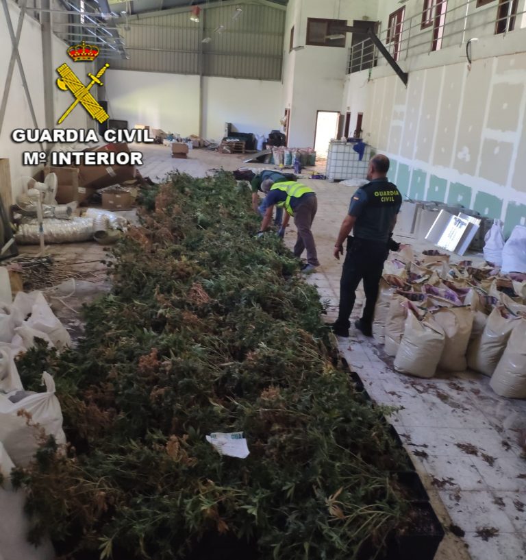 Detidos tras o desmantelamento dunha gran plantación de marihuana  nunha nave industrial con máis de 680 plantas