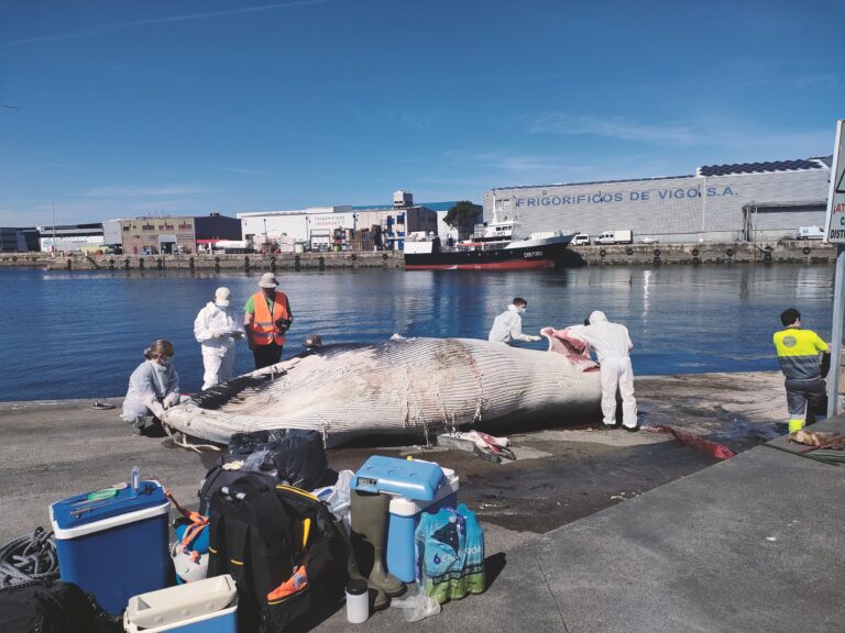 Retiran do porto de Vigo unha cría de balea morta tras chocar contra unha embarcación