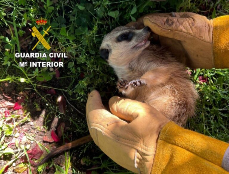 Rescatan unha suricata con microchip de Portugal que deambulaba por Ponteareas