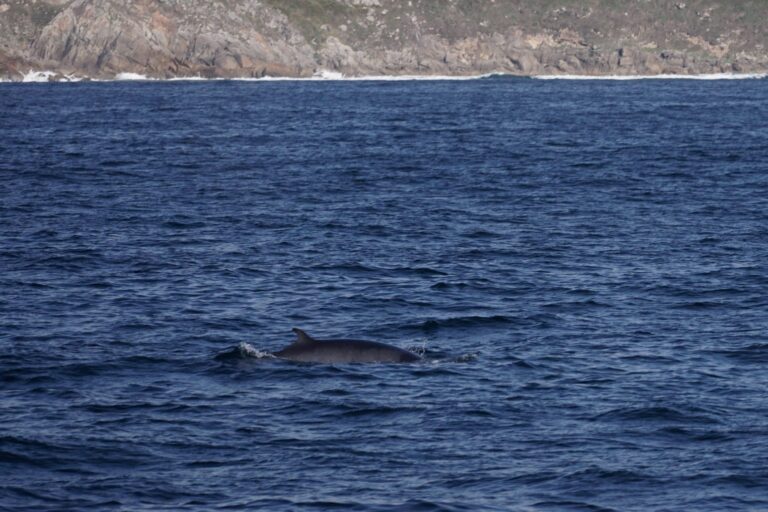 Avistan baleas na Costa da Vea entre as Illas Cíes e a Illa de Ons