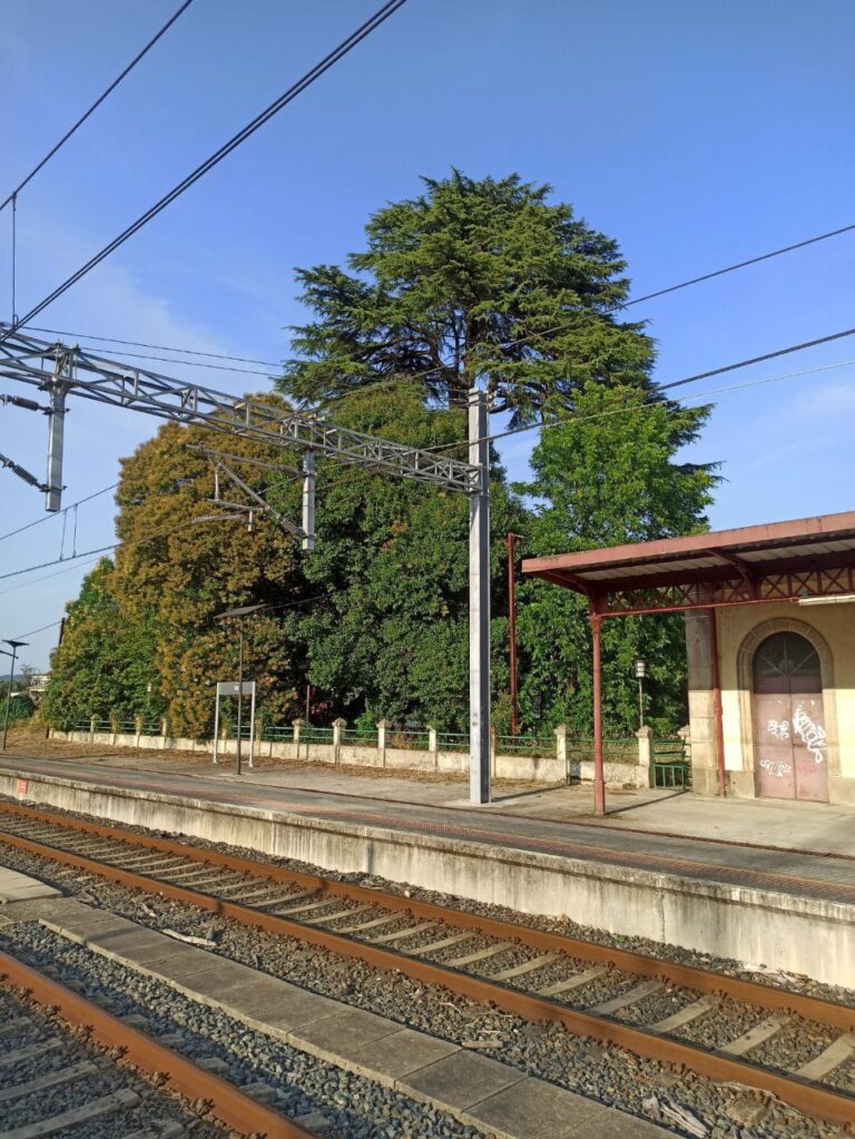 Ecoloxistas denuncian o “dano irreparable” que suporía tallar árbores centenarias “sen ningún problema” na estación de tren de Tui