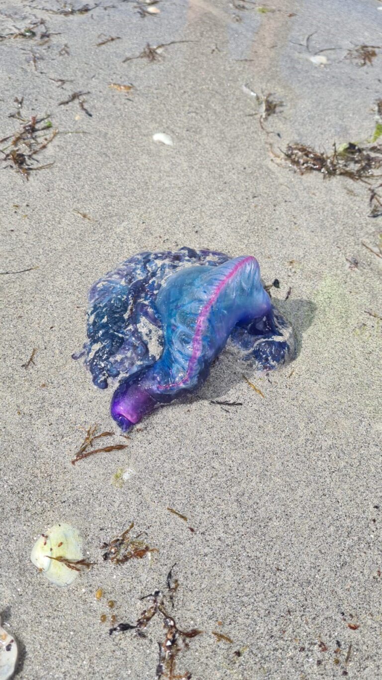 Un novo exemplar de carabela portuguesa apareceu na praia da Area Grande este xoves