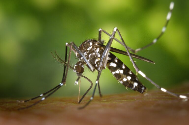 Sanidade pide “tranquilidade” pola presenza do mosquito tigre no Morrazo e di que “non transmite enfermidades”