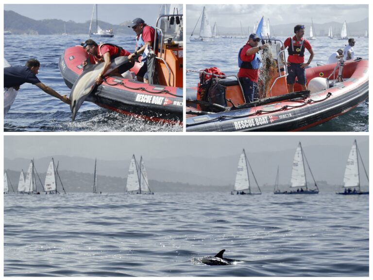 Persoal do Mundial J80 de Baiona libera a un golfiño enganchado nunhas redes
