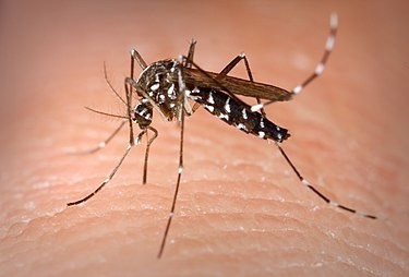 Sanidade recomenda repelente ante a aparición de mosquitos tigre en colexios de Vigo, nos que se aplicou larvicidas