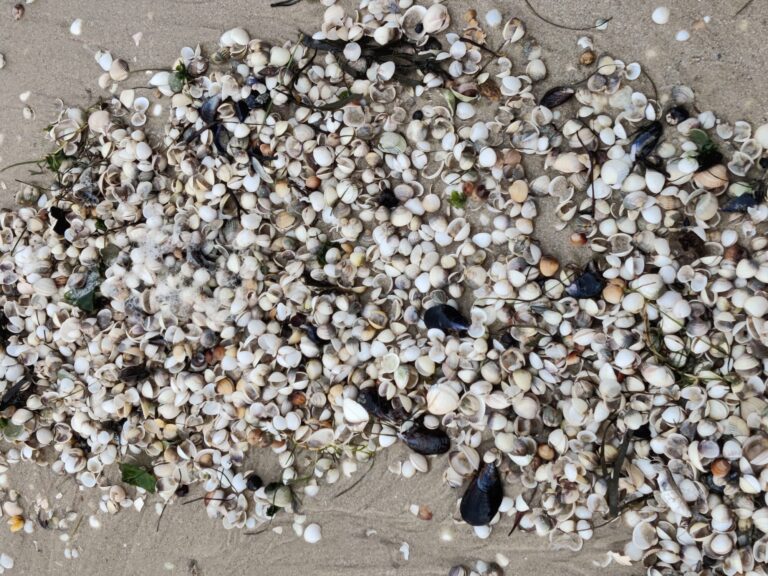 Mar remata as mostraxes nos bancos marisqueiros da ría de Vigo para avaliar o impacto dos temporais e da baixada da salinidade