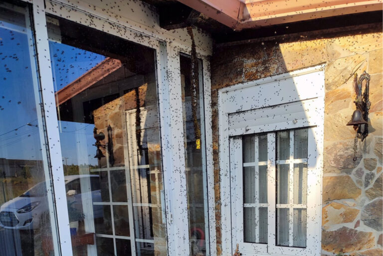 Aspecto da porta dunha das casas da parroquia de O Val, Narón (A Coruña), afectada pola plaga de moscas que os veciños levan denunciando desde hai catro anos. - EUROPA PRESS