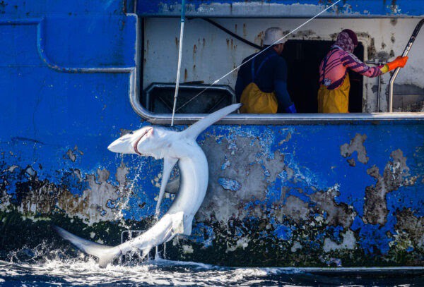 Greenpeace libera quenllas capturadas por un palangreiro de Vigo que faenaba no Pacífico Sur