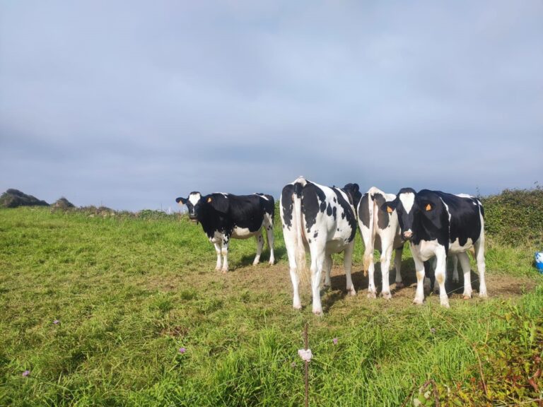 Investigan a un octoxenario de Baiona por disparar contra unha vaca e ferir ao seu propietario