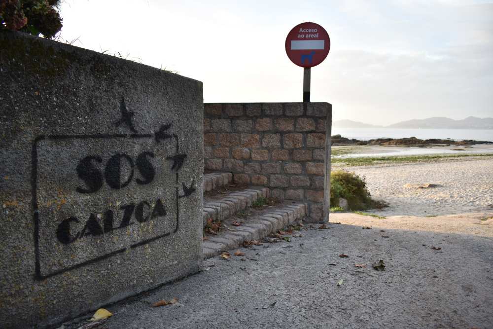 Praia da Calzoa. Os ecoloxistas din que se está perdendo moita biodiversidade pola presenza de cans / ZOA