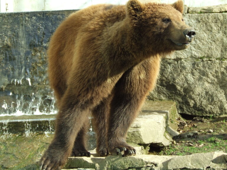 Falece o oso Carmo, aos 21 anos