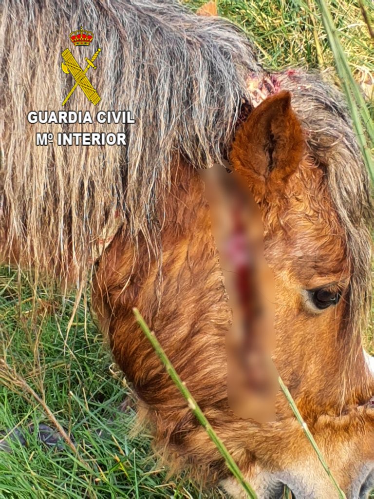 Investigado un veciño de Vigo por malos tratos animais tras localizar a un cabalo con varias feridas