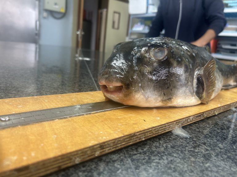 “Tamboril verde” e “Tamboril de terra”, os dous novos tipos de peixe globo atopados en Galicia