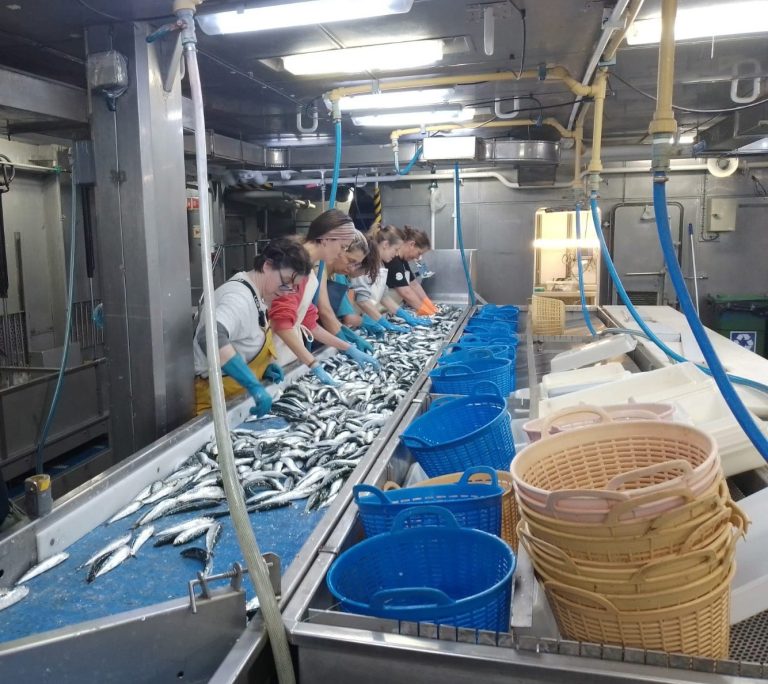 O IEO inicia desde Vigo dúas campañas para avaliar a sardiña e outras especies peláxicas