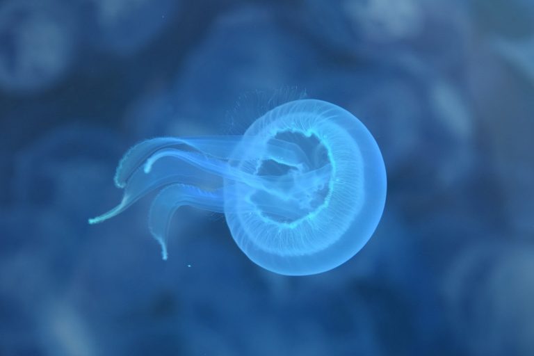 A Universidade de Vigo logra un fito mundial ao criopreservar larvas de medusa