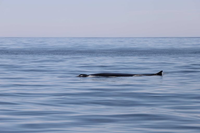 Un estudo do IEO revela o ADN ambiental como unha ferramenta clave para a monitorización de cetáceos