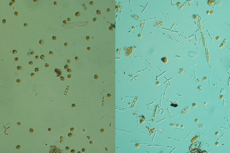 Un estudo do IEO investiga as especies causantes de floracións de algas nocivas nas Rías Baixas